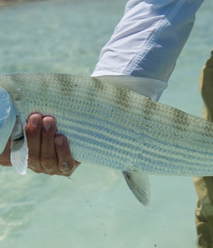 Mangrove Cay Club