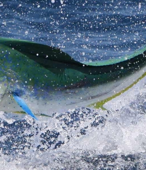 Pacific Fins Resort