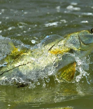 Grand Slam Fishing Lodge