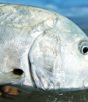 Astove Island Lodge