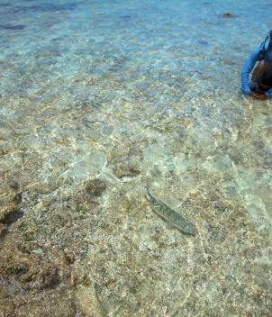 Astove Island Lodge