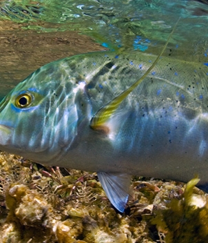 Providence Atoll