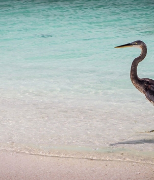Fly Fishing Los Roques