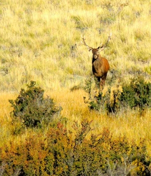 AK Hunts - Big Game