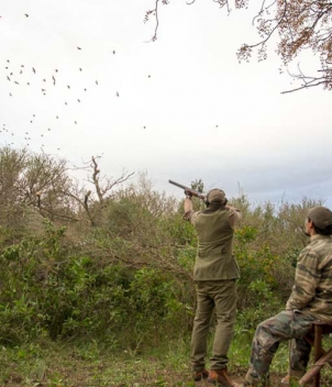 Millions of Argentina doves in Cordoba Province