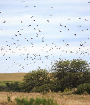 Shot diversity is the signature of Cordoba Lodge dove shooting in Argentina
