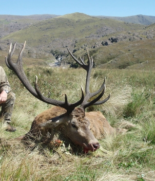 Rincon de Luna - Big Game