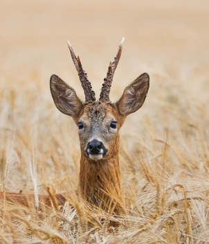 Stalking (Deer Shooting)