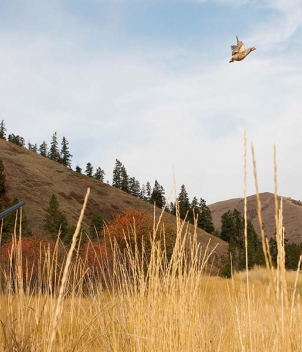 Flying B Ranch