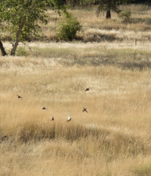 Flying B Ranch