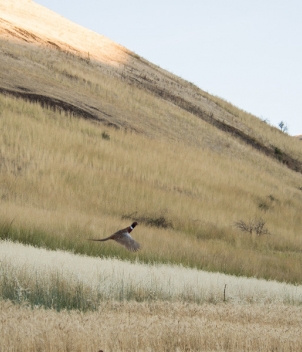 Flying B Ranch