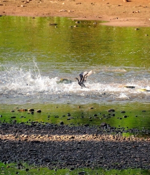 Tsimane - Pluma Lodge