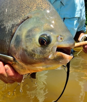 Tsimane - Pluma Lodge
