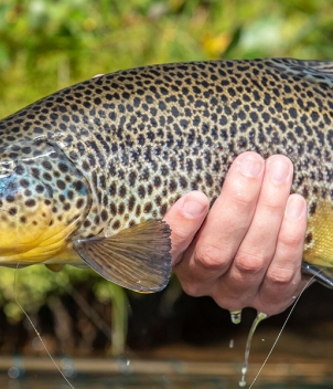 Iceland Trout & Char