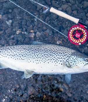 Iceland Trout & Char