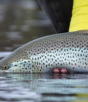 Iceland Trout & Char