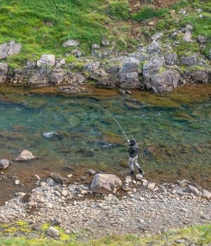 Iceland Salmon