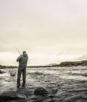 Iceland Salmon