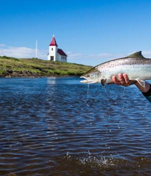 Iceland Salmon