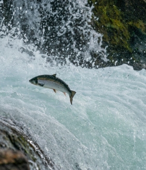 Iceland Salmon