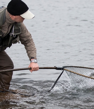 Iceland Salmon