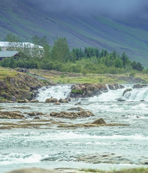 Iceland Salmon
