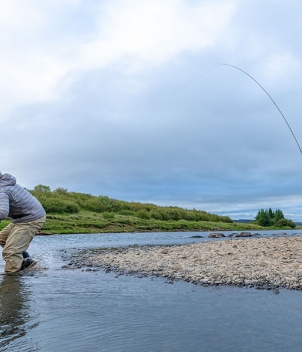 Iceland Salmon