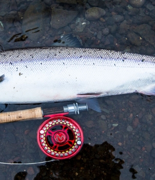 Iceland Salmon