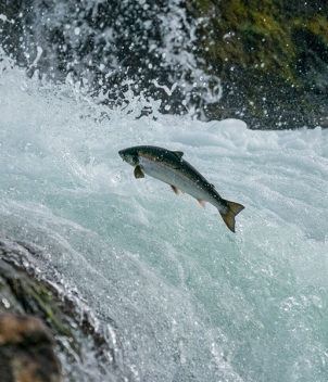 Iceland Salmon