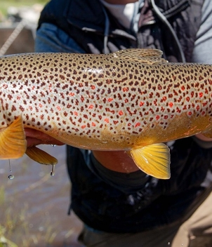 Big Hole Lodge