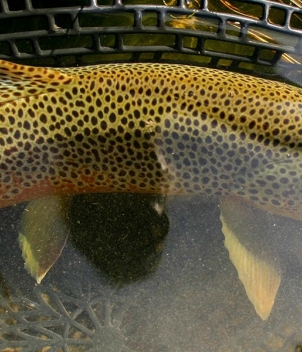 Big Hole Lodge