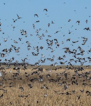 River Plate Wingshooting – 5 Feather Program