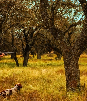 River Plate Wingshooting – 5 Feather Program