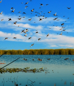 River Plate Wingshooting – 5 Feather Program