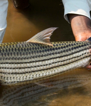 Chiawa Camp, Zambia