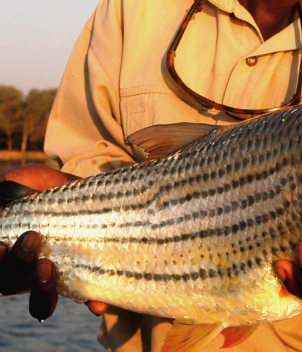 Chiawa Camp, Zambia