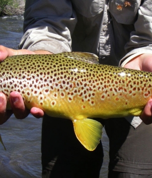 HF Bar Ranch