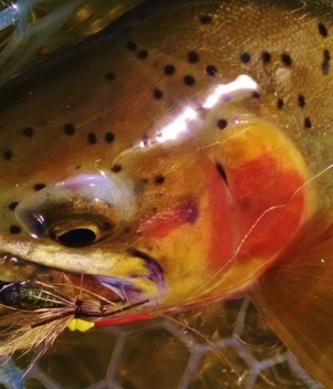 Blackfoot River Outfitters