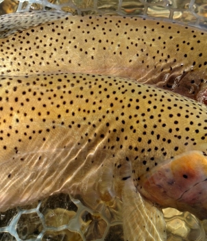 Blackfoot River Outfitters