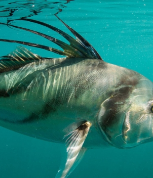 Pesca Panama