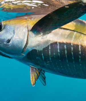 Pesca Panama