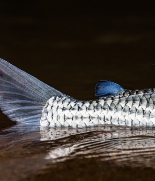 Dhala and Samaki Camp, Tanzania