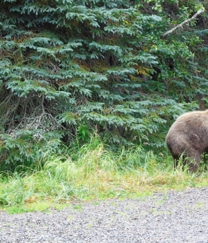Bear Trail Lodge 