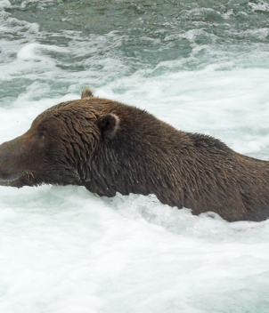 Bear Trail Lodge 
