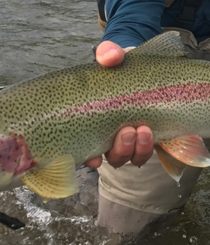 Bear Trail Lodge 