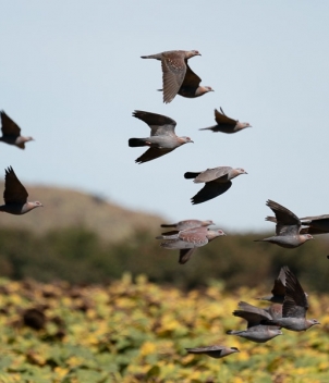 Rock pigeon shooting in South Africa