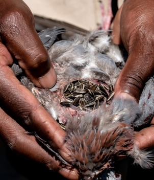 Bird Hunters Africa