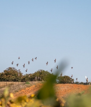 Pigeon shooting in South Africa