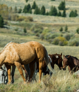 Madison Valley Ranch