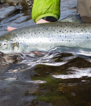 The Kjarra (salmon & trout)
